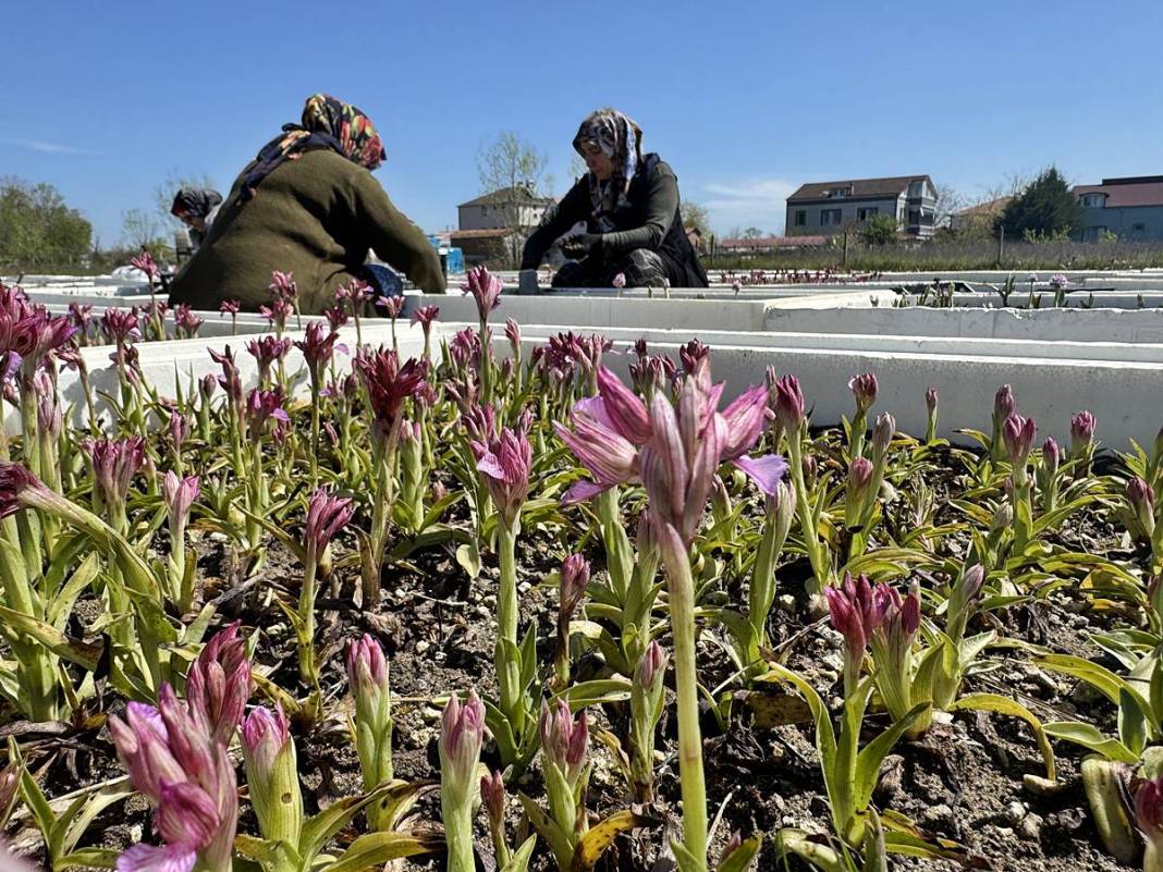 O kentte özel izinle üretiliyor: Tanesi 700 TL! Hasat başladı, üreticinin yüzü gülüyor 15